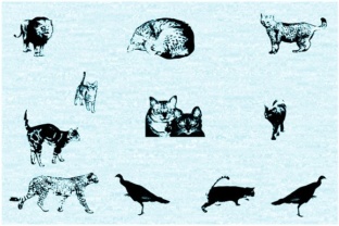 Cat E Poultry: A Font for Web Designers Who Love Typographic Personality